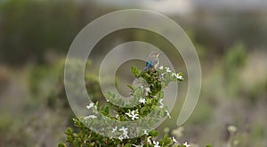 Malachite Sunbird Nectarinia famosa