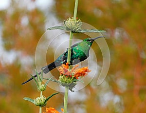 Malachite sunbird (Nectarinia famosa) perched on a tall, green plant