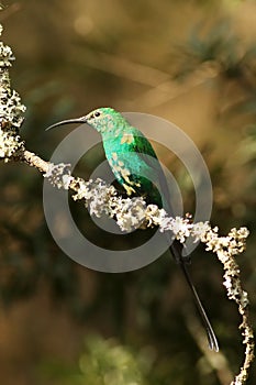 The malachite sunbird Nectarinia famosa sitting on a mossy branch