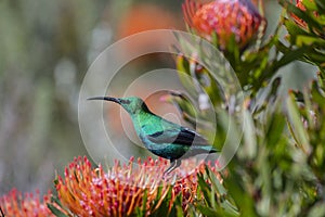 Malachite sunbird Nectarinia famosa sitting on orange pincushion protea