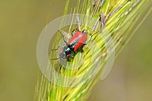 Malachius aeneus, the scarlet malachite beetle