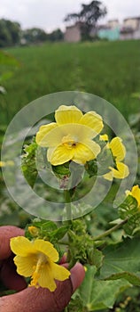 Malachra capitala by India