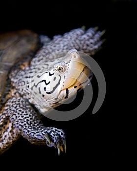 Malaclemys terrapin