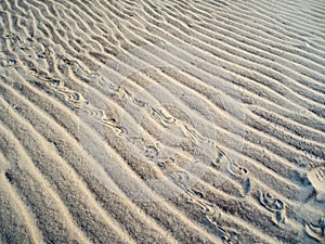 Malaclemys Terrapin - Diamondback Terrapin Tracks