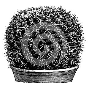 Malacocarpus Erinaceus vintage illustration