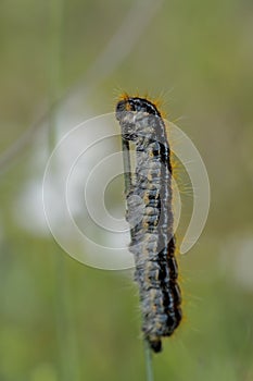 Malacosoma alpicolum es una polilla de la familia Lasiocampidae, las polillas hocicas.