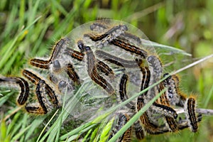 Malacosoma alpicolum es una polilla de la familia Lasiocampidae, las polillas hocicas. photo