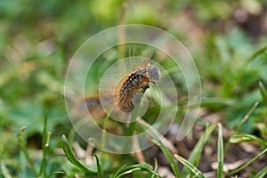 Malacosoma castrense castrensis ground lackey Lasiocampidae Macro Portrait