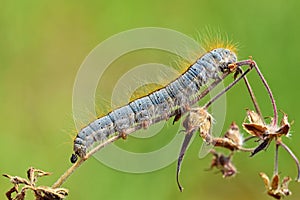 Malacosoma sp. , Lasiocampidae moth caterpillar crawling on plant