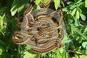 Malacosoma sp. , Lasiocampidae tent moth caterpillars colony