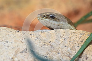 Malagasy blonde hognose