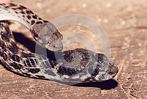 Malagasy Cat-eyed Snake, madagascar wildlife