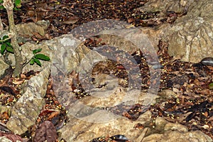 Malagasy Cat-eyed Snake, Madagascarophis colubrinus, Kirindy Forest, Madagascar wildlife