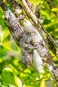 Malagasy chameleon or Oustalets`s chameleon Furcifer oustaleti  hiding out