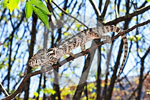 Malagasy chameleon tree