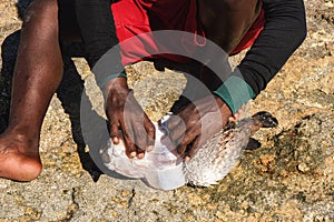 Malagasy fisher cleaning freshly caught porcupine pufferfish on the beach, detail as sun shine over his bare feet and