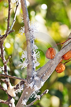 Malagasy Flower bugs