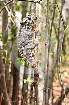 Malagasy Giant chameleon