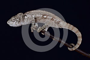 Malagasy giant chameleon / Furcifer oustaleti
