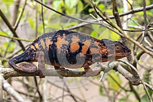 Malagasy Giant Chameleon / Furcifer oustaleti, Madagascar