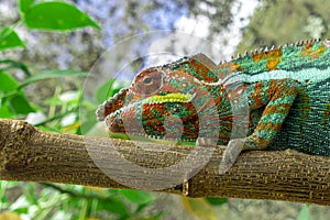 Malagasy Giant Chameleon / Furcifer oustaleti, Madagascar