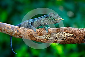 Malagasy giant chameleon, Furcifer oustaleti,sitting on the branch in forest habitat. Exotic beautifull endemic green reptile with