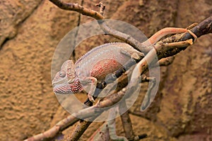 Malagasy giant chameleon or Oustalet`s Furcifer oustaleti, male