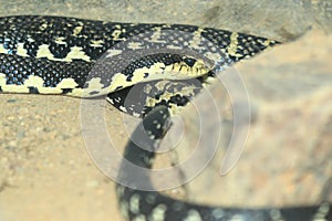 Malagasy giant hognose snake