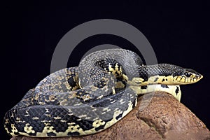 Malagasy giant hognose snake (Leioheterodon madagascariensis)