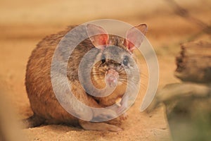 Malagasy giant jumping rat