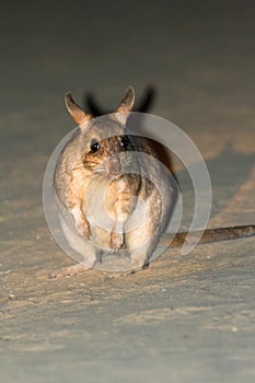 The Malagasy giant rat