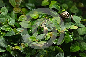 Malagasy green lynx spider Peucetia madagascariensis