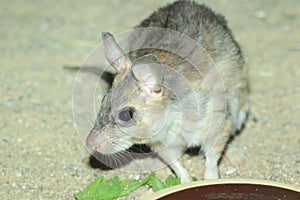 Malagasy jumping rat photo