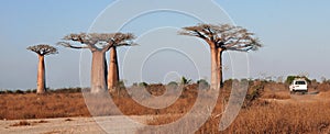 Malagasy landscape with baobabs, track and 4/4 vehicle.