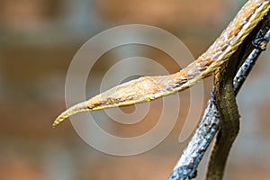 Malagasy leaf-nosed snake photo