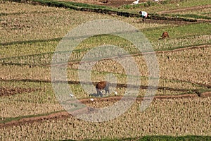 Malagasy men working in the rice fields