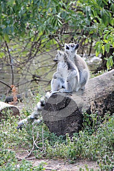 malagasy monkeys (ring-tailed lemurs maki catta) in a zoo in vienna (austria)