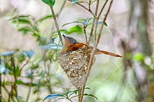 Malagasy paradise flycatcher, Terpsiphone mutata, Andasibe-Mantadia Madagascar