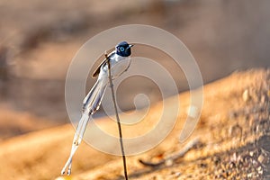 Malagasy paradise flycatcher, Terpsiphone mutata, Kirindy forest Madagascar