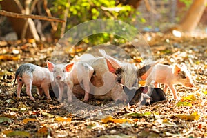 Malagasy pig family photo