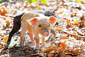 Malagasy piglet