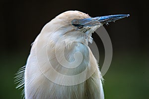 Malagasy Pond Heron photo