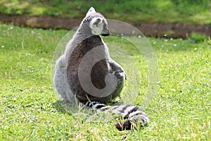 malagasy primate (ring-tailed lemur) in a zoo (france)