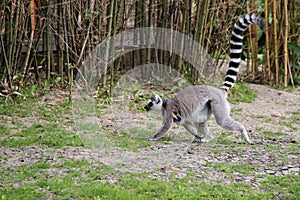malagasy primate (ring-tailed lemur) in a zoo (france)