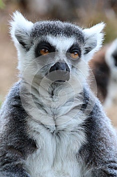 malagasy primate (ring-tailed lemur) in a zoo (france)