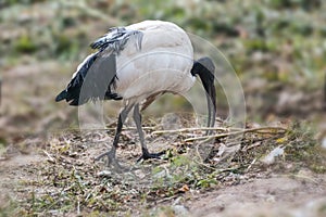 Malagasy sacred black and white ibis bird