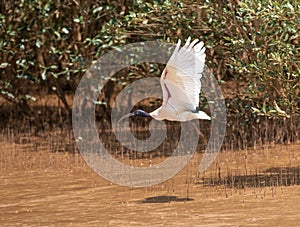 Malagasy sacred ibis, Threskiornis bernieri bernieri