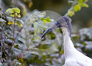 Malagasy Sacred Ibis (Threskiornis bernieri) in Spiritual Splendor