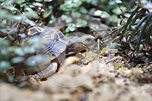 Malagasy spider tortoise photo