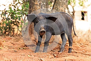 Malagasy sus scrofa